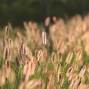 황금이삭 이미지