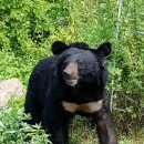 곰두마리농장 이미지