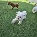 뽀짝뽀짝 | 전주 애견유치원 호텔 신시가지 뽀짝뽀짝 직접 후기!