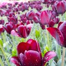 국제꽃식물원 이미지