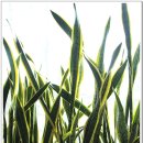 한탄강강변매운탕 이미지