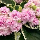 바이올렛 이미지