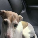 미사마이펫동물병원 | 하남 망월동 애견호텔 미사마이펫동물병원 비용 시간 위치