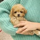 플랜멍 강아지분양 대구본점 이미지