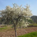 한반도면-4 이미지