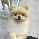 멍멍하개 이미지