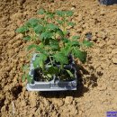 계룡농장 이미지