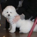 애견카페&호텔 댕댕당 이미지