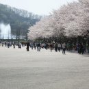 과천대공원-벚꽃편 이미지
