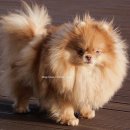 No.1 POM 이미지