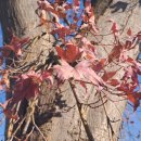 파주삼릉점 이미지