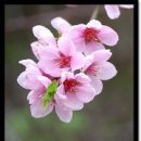 꽃피는날 이미지