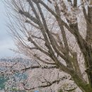 가사문학초등학교 이미지