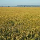 대풍농장 이미지