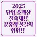 연화봉펜션 | 2025 단양 소백산 철쭉제: 봄의 절정을 만나는 시간