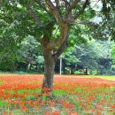 선운사의추억 이미지