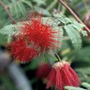 크로바 농원 이미지