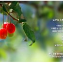 보리수 이미지