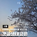 갯골생태공원(옥외3) | 시흥 갯골생태공원 벚꽃 명소 개화시기 취사존 가볼만한곳 데이트 후기