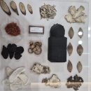 명성한의원 | 배곧다이어트한의원 내돈내산 체중감량 도전후기!