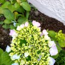 핑크랑보라 이미지