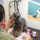 왈왈 살롱 이미지