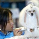 국제애견 이미지