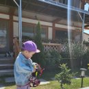 별빛애견펜션 이미지