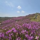 황매산 철쭉제 이미지