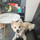 성안길미용실 에비수헤어 성안본점 두피관리 통쾌상쾌