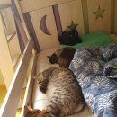 나는 고양이에 빠지다 이미지