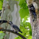 엠지에스 이미지