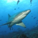 망치를 든 고생물학자의 공룡이야기 | (부산스킨스쿠버, 스쿠바, 잠수, NAUI) 상어이야기