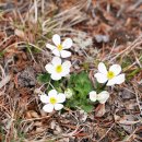 아네모네 트룰리폴리아(Anemone trullifolia) 이미지