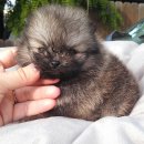 동글동글 이미지