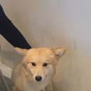 이룸외과동물병원 이미지