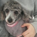 원효동물병원 이미지