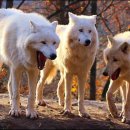 세명복사 이미지