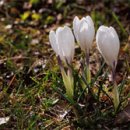 생명의 노래 이미지