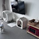 글램독 영흥도 이미지