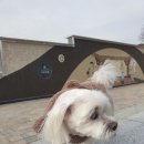 댕댕아띠 이미지