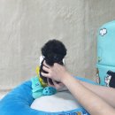 애견왕국 이미지