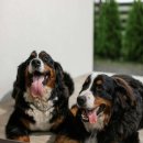 24시동물병원 이미지