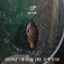 새미 낚시터 | 하우스낚시터 새미에서 46마리 잡은 후기