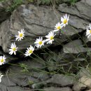 동강나루 이미지