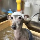 오늘도 댕댕이 이미지