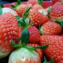 일중농장 이미지