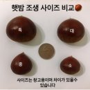 조광상회 이미지