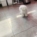 땡자애견 이미지