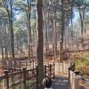 잣향기푸른숲 유아숲체험원 이미지